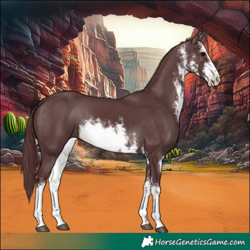 Horse Color:White Spotted Chocolate Black