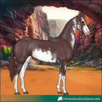 Horse Color:White Spotted Chocolate Black 