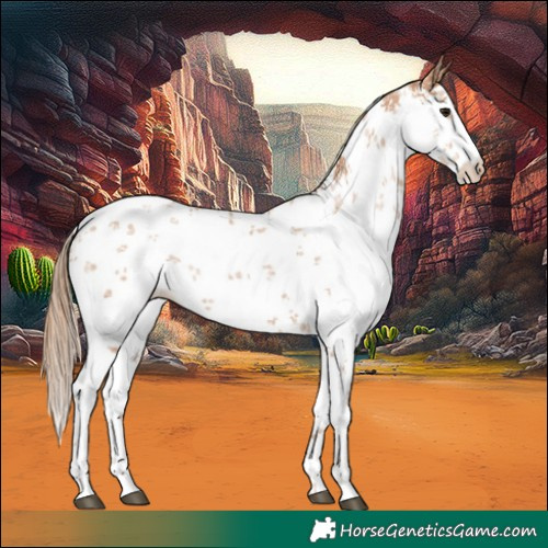 Horse Color:White Spotted Chocolate Black Pearl Sabino