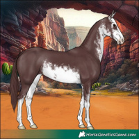 Horse Color:White Spotted Chocolate Black 