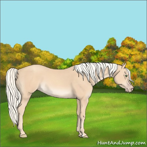 Horse Color:Gold Champagne Mushroom 