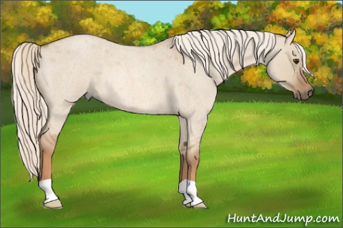 Horse Color:Red Dun Roan Mushroom Rabicano 
