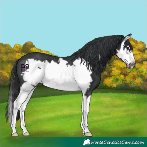 Horse Color:Black Splash Frame Rabicano
