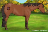 Horse Color:Bay Sabino Rabicano 