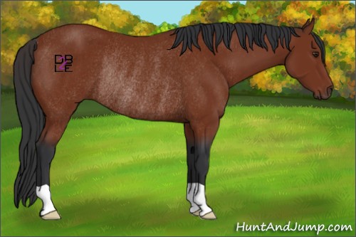 Horse Color:Brown Rabicano 