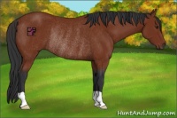 Horse Color:Brown Rabicano 