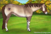 Horse Color:Red Onyx Roan