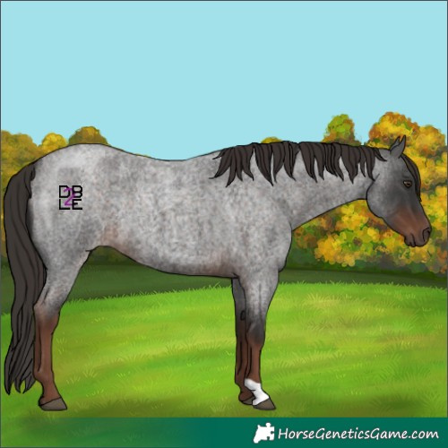 Horse Color:Liver Red Roan 