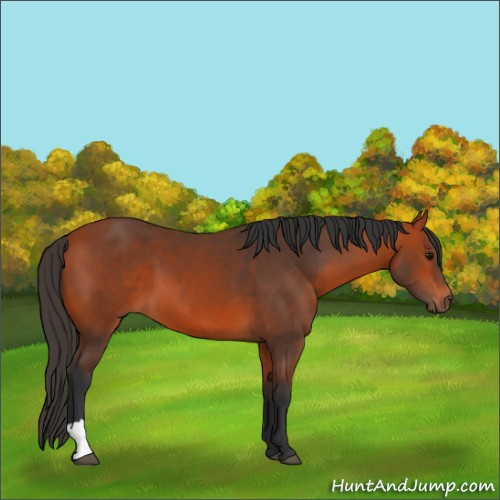 Horse Color:Bay 