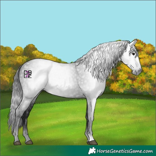 Horse Color:Gray Black