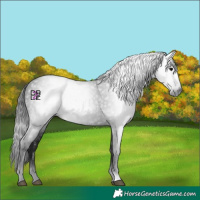 Horse Color:Gray Black 