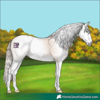 Horse Color:Gray Classic Champagne Pearl Splash 