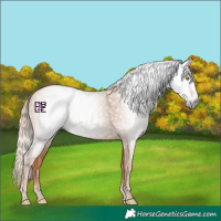 Horse Color:Gray Gold Champagne