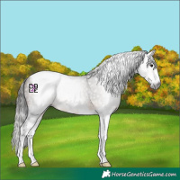 Horse Color:Gray Buckskin Splash Tobiano 