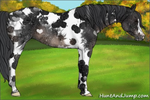 Horse Color:Black Ice Tobiano