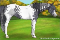 Horse Color:Black Ice Tobiano 