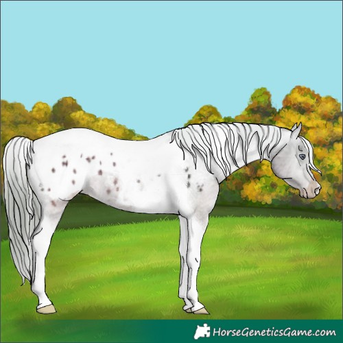 Horse Color:Brown Chinchilla Ice Tobiano Varnish