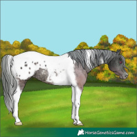 Horse Color:Brown Chinchilla Ice Tobiano Appaloosa 