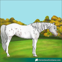 Horse Color:Brown Chinchilla Ice Tobiano Appaloosa 