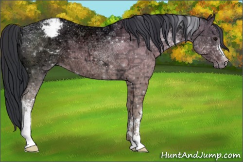 Horse Color:Brown Ice Appaloosa 