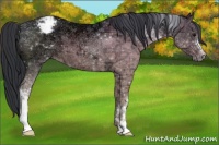 Horse Color:Brown Ice Appaloosa 