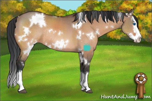 Horse Color:White Spotted Bay Dun Splash Rabicano 