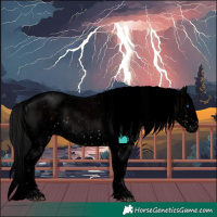 Horse Color:Void Brown Sabino Splash