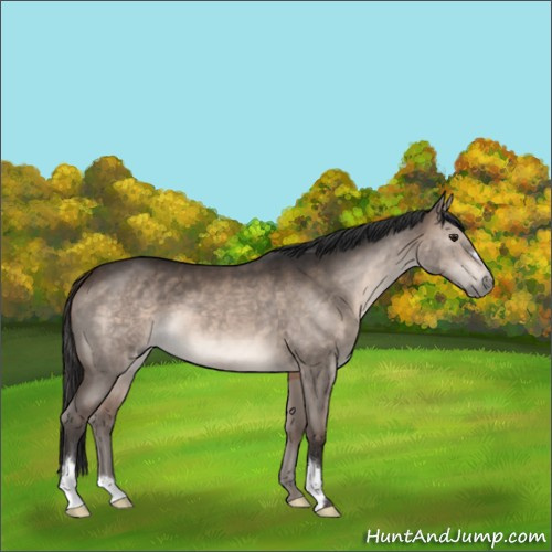 Horse Color:Brown Dun 