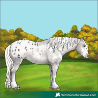 Horse Color:White Spotted Liver Chestnut Mushroom Sabino Appaloosa 