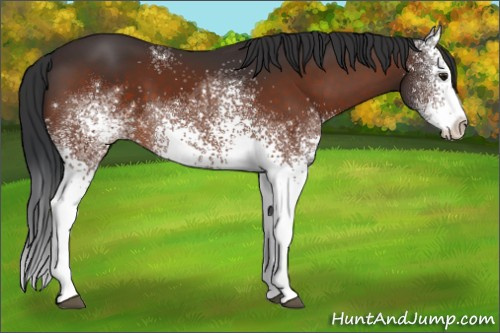 Horse Color:White Spotted Brown