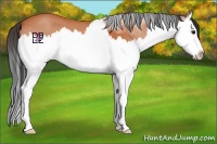 Horse Color:Bay Roan Splash 