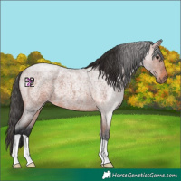 Horse Color:Bay Roan 