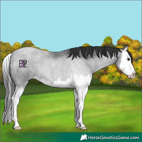 Horse Color:Blue Roan Splash 