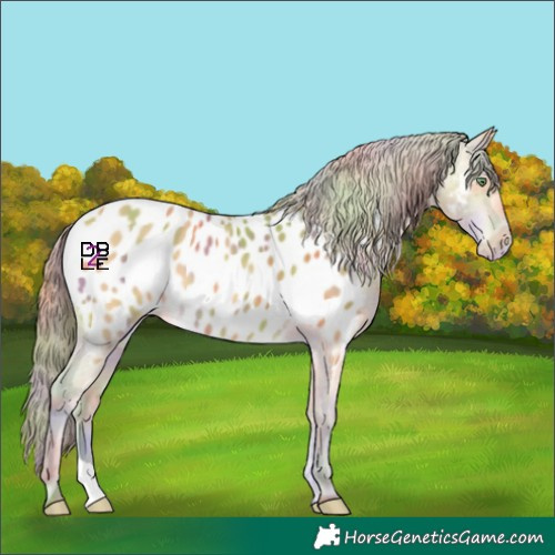 Horse Color:Nacre Amber Cream Champagne Appaloosa 
