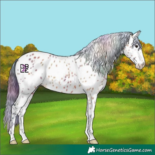 Horse Color:Nacre Bay Leopard