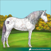 Horse Color:Nacre Bay Leopard 