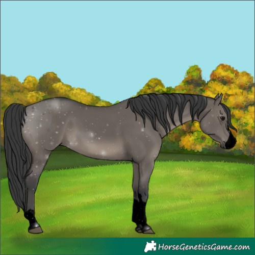 Horse Color:Void Grullo 