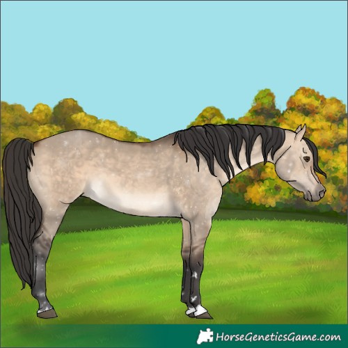 Horse Color:Brown Dun