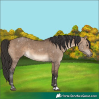 Horse Color:Brown Dun 