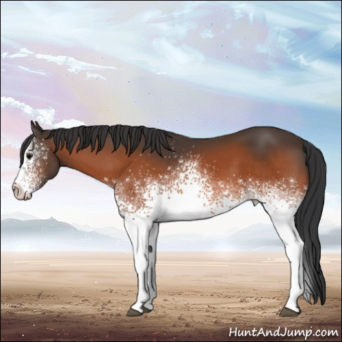 Horse Color:White Spotted Bay 