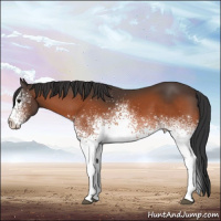 Horse Color:White Spotted Bay 