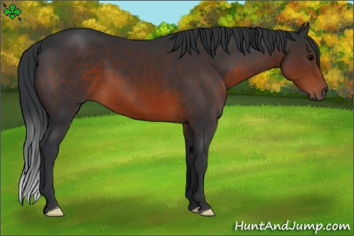 Horse Color:Brown 