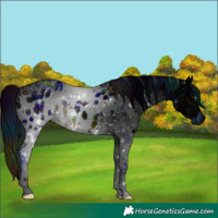 Horse Color:ERROR: UNKNOWN ANOMALY