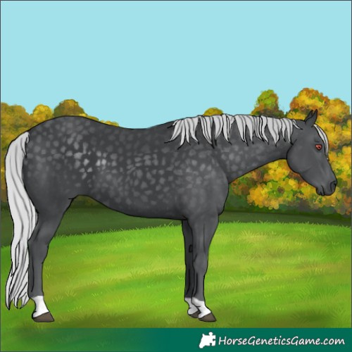 Horse Color:Silver Black Chinchilla