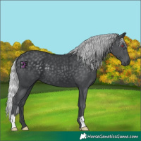 Horse Color:Silver Black Chinchilla 