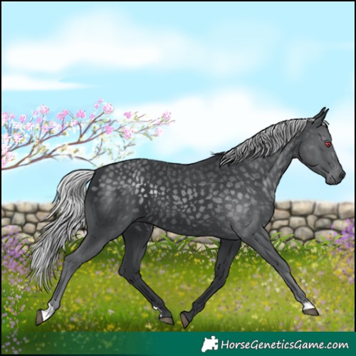 Horse Color:Silver Black Chinchilla 