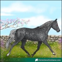 Horse Color:Silver Black Chinchilla