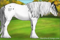 Horse Color:Black Splash Tobiano 