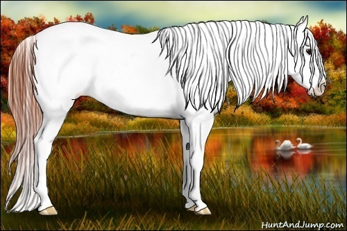 Horse Color:Brown Splash Appaloosa