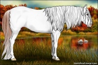 Horse Color:Brown Splash Appaloosa 